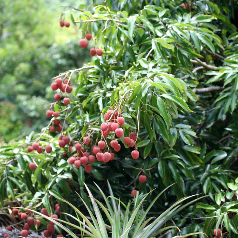 Litchi chinensis Kwai May Pink - Litchi rose (Port)