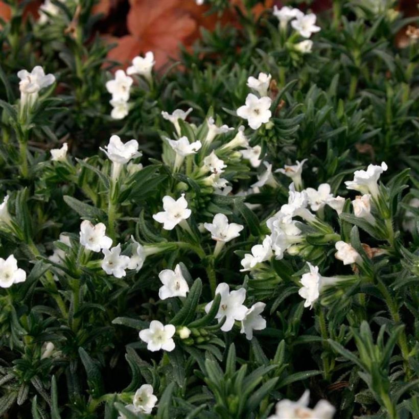 Lithodora diffusa Alba - Grémil blanc (Flowering)