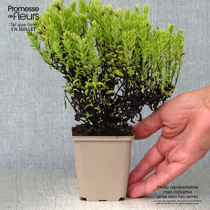 Spécimen de Lithodora diffusa Alba - Grémil blanc Godet de 8/9 cm tel que livré en été