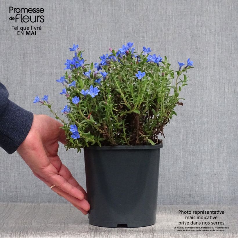 Example of Lithodora diffusa Heavenly Blue - Grémil diffus Pot de 2L/3L as you get in printemps