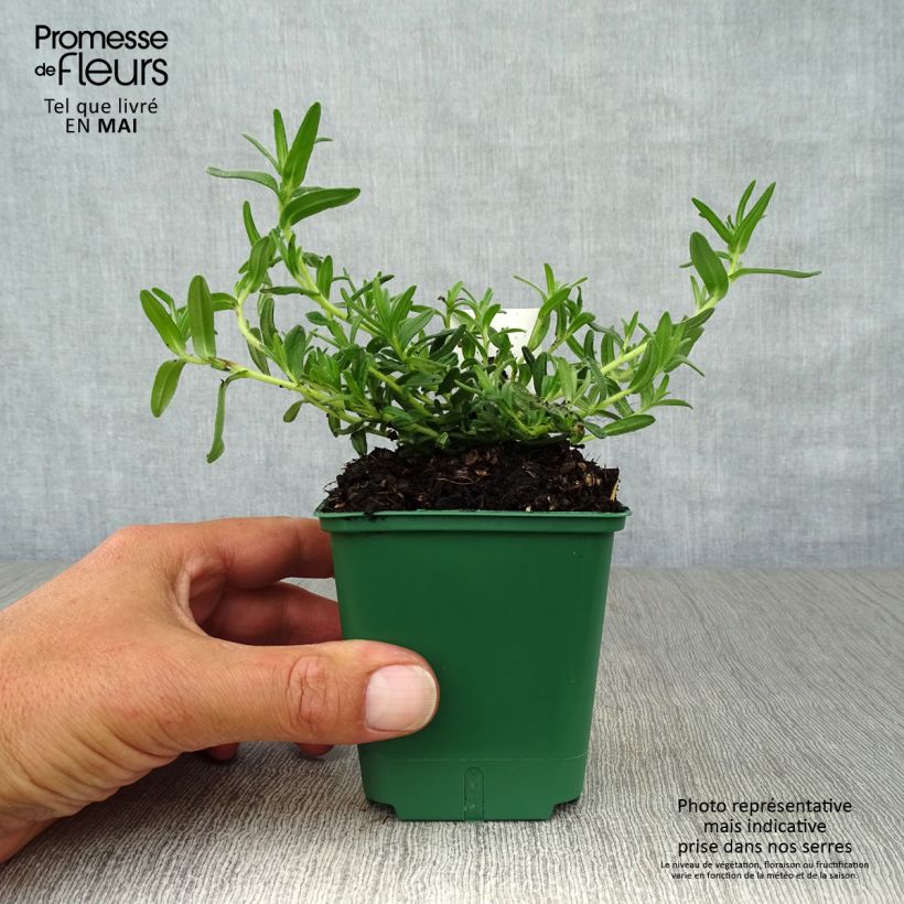 Example of Lithodora diffusa Heavenly Blue - Grémil diffus Godet de 8/9 cm as you get in printemps