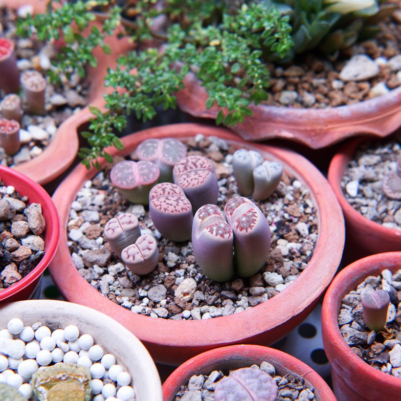 Graines de Lithops Pebble Plants Mixed - Plante cailloux en mélange (Port)