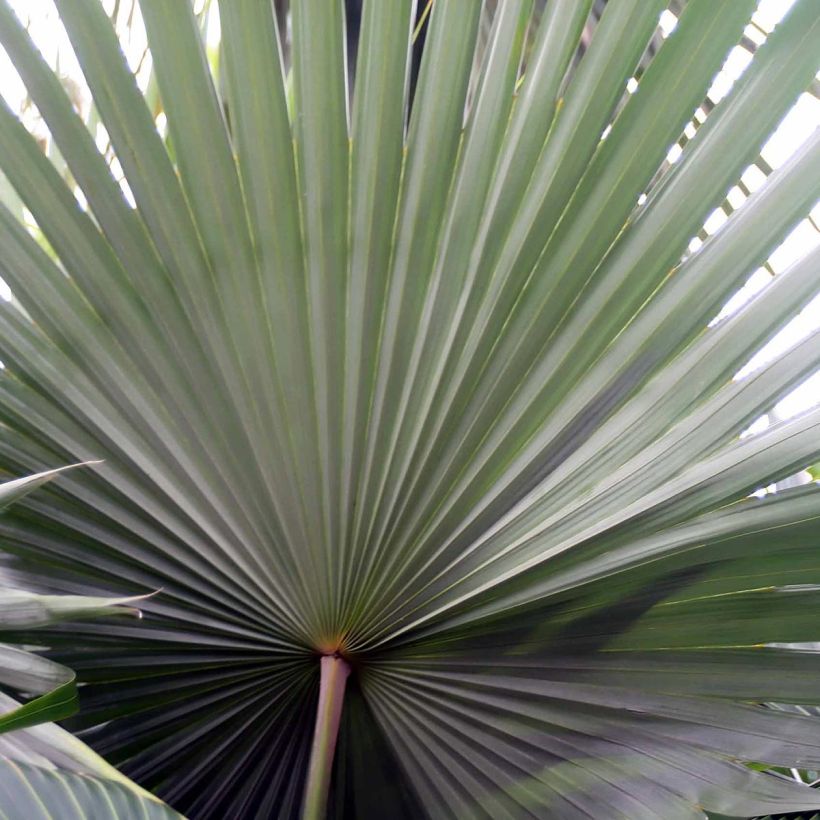 Livistona mariae - Palmier chou d'Australie (Foliage)