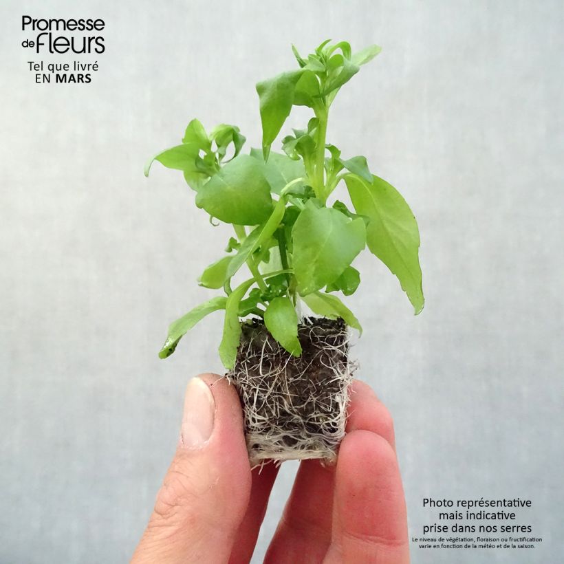 Example of Lobélia Anabel Blue Mini-motte Ø 3/4 cm, Plant vert de 5 à 10 cm de haut as you get in printemps