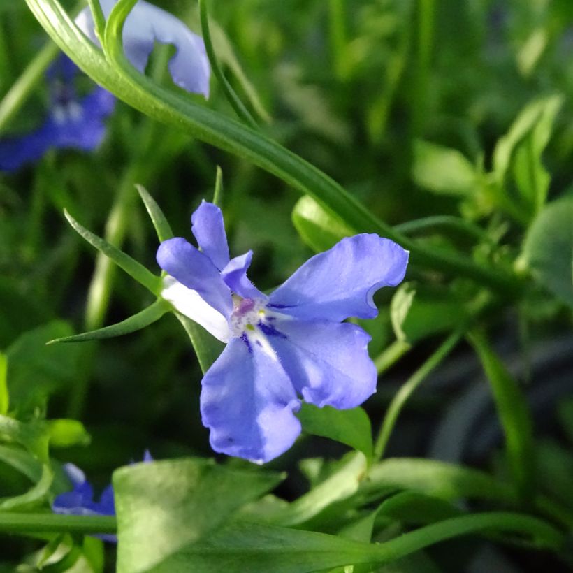 Lobélia Anabel Blue (Flowering)