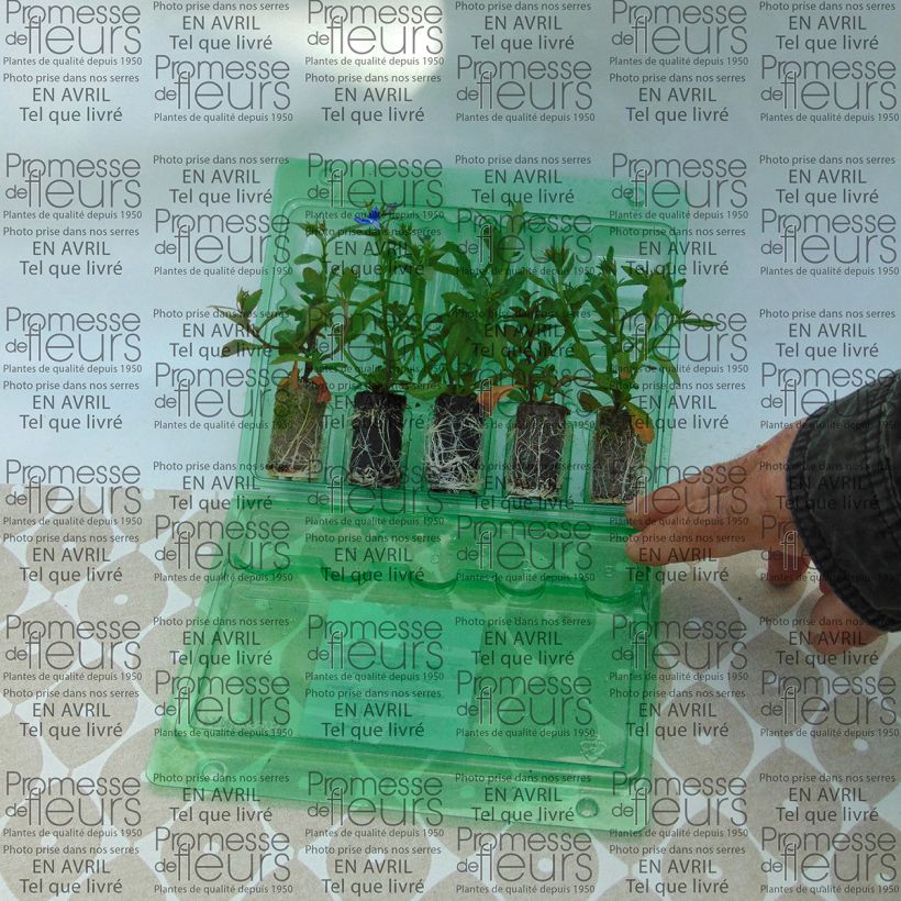 Exemple de spécimen de Lobélia Deep Blue Star Mini-motte Ø 3/4 cm, Plant vert de 5 à 10 cm de haut tel que livré