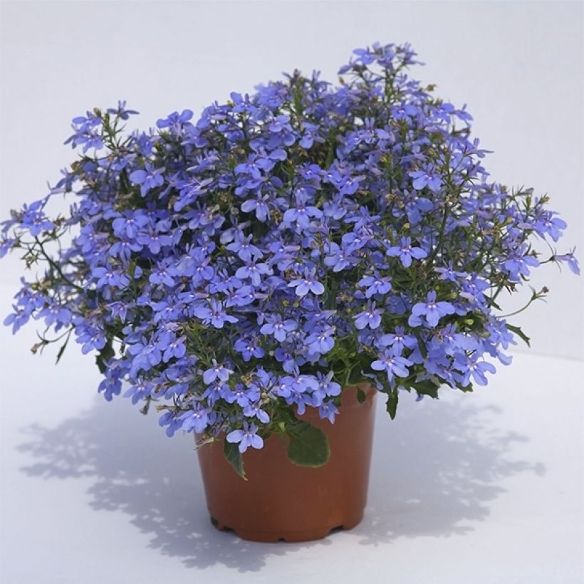 Lobélia Hot Water Blue (Plant habit)