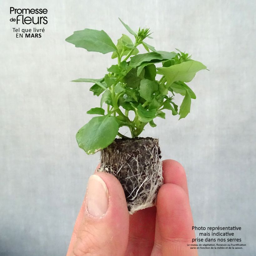 Example of Lobélia Hot Water Blue Mini-motte Ø 3/4 cm, Plant vert de 5 à 10 cm de haut as you get in printemps