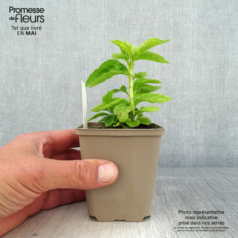 Example of Lobelia Hybride Monet Moment Godet de 8/9 cm as you get in printemps