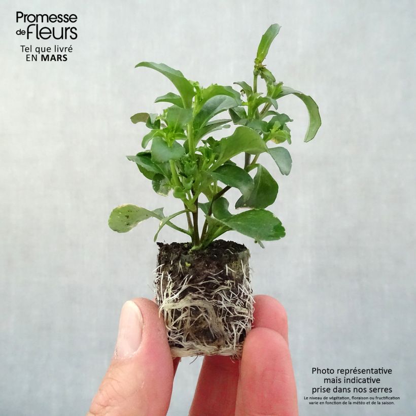 Example of Lobélia Purple Star Mini-motte Ø 3/4 cm, Plant vert de 5 à 10 cm de haut as you get in printemps