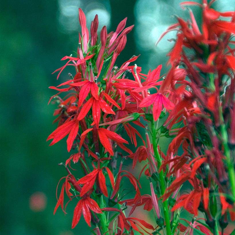 Lobelia cardinalis - Lobélie cardinale (Flowering)