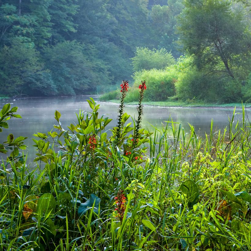 Lobelia cardinalis - Lobélie cardinale (Plant habit)