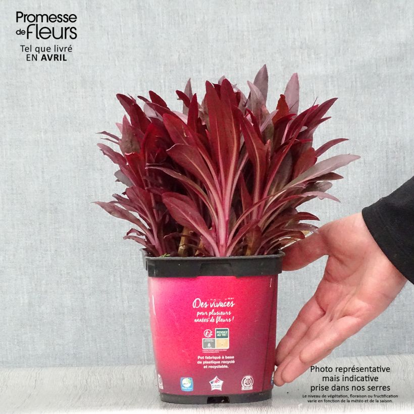 Example of Lobelia fulgens Queen Victoria Pot de 2L/3L as you get in printemps