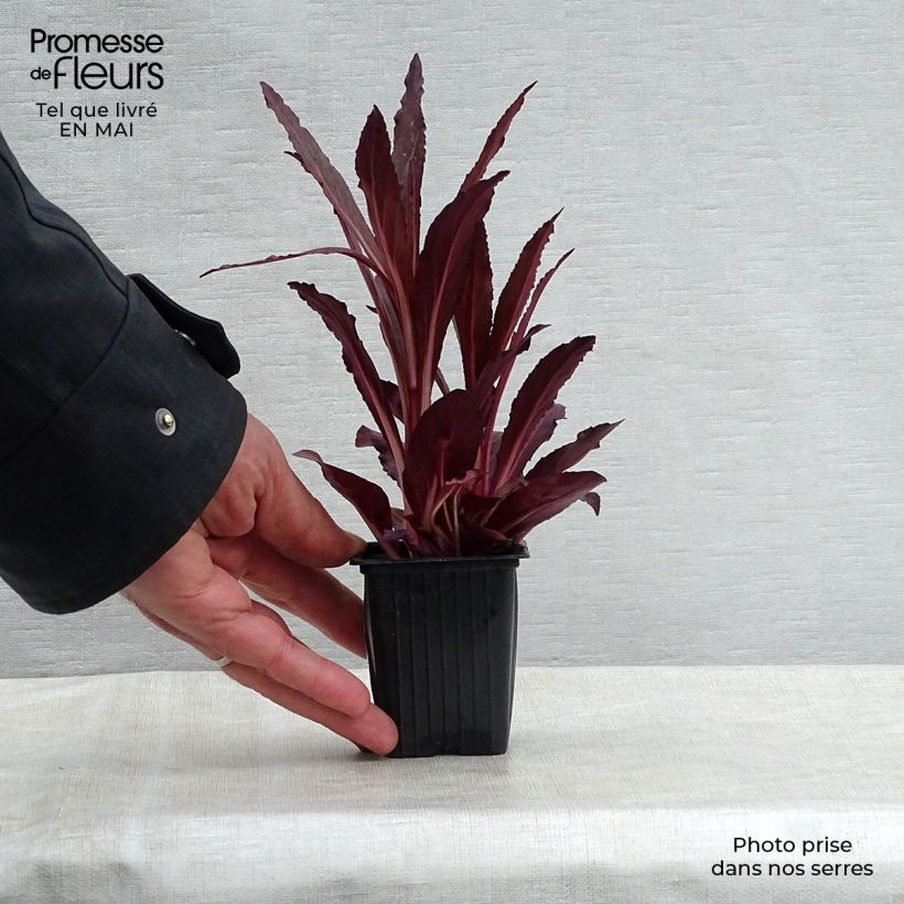 Example of Lobelia fulgens Queen Victoria Godet de 7/8 cm as you get in printemps