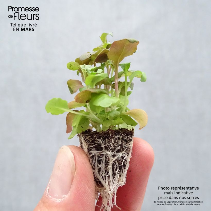 Example of Lobélia nain Crystal Palace Minimotte : motte 2,2 cm x 2 cm en plaque de culture par 35 as you get in printemps