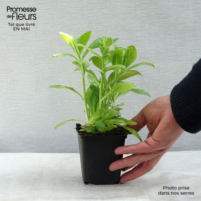 Example of Lobelia siphilitica Alba Godet de 8/9 cm as you get in printemps