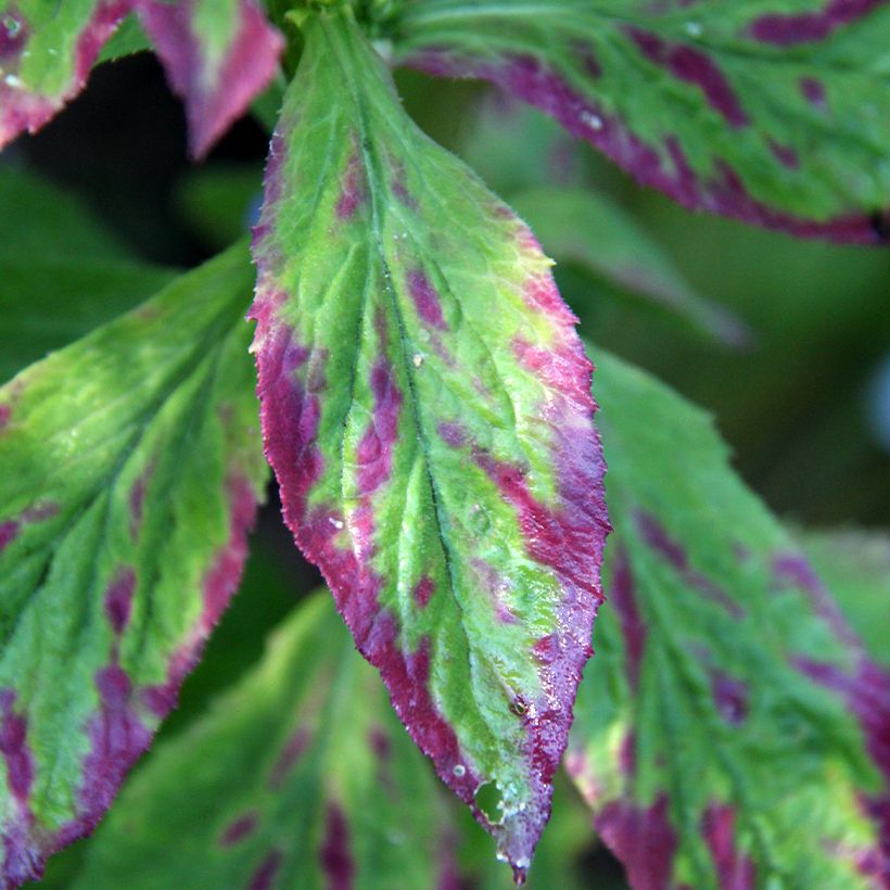 Lobelia siphilitica - Lobélie (Feuillage)