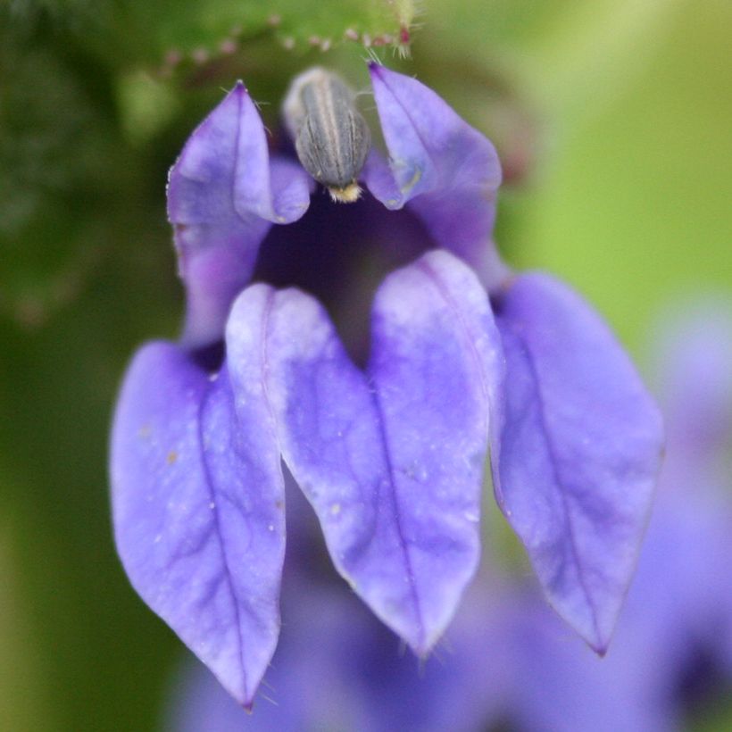 Lobelia siphilitica - Lobélie (Floraison)