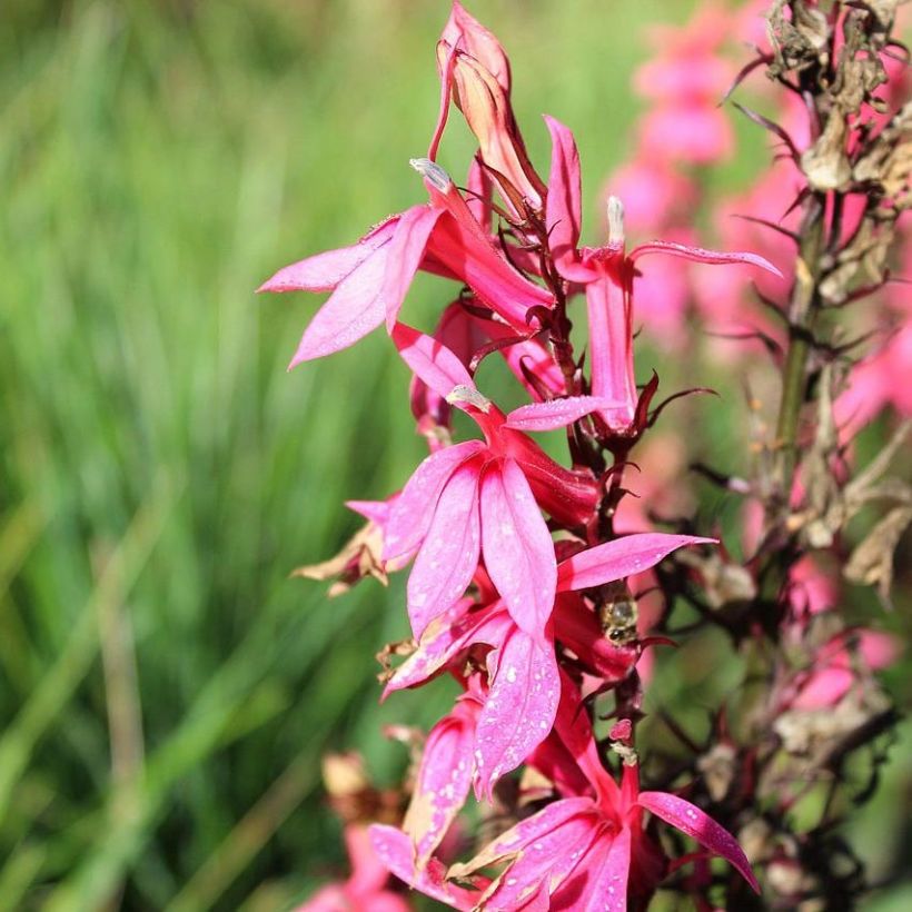 Lobelia speciosa Fan Salmon - Lobélie (Flowering)