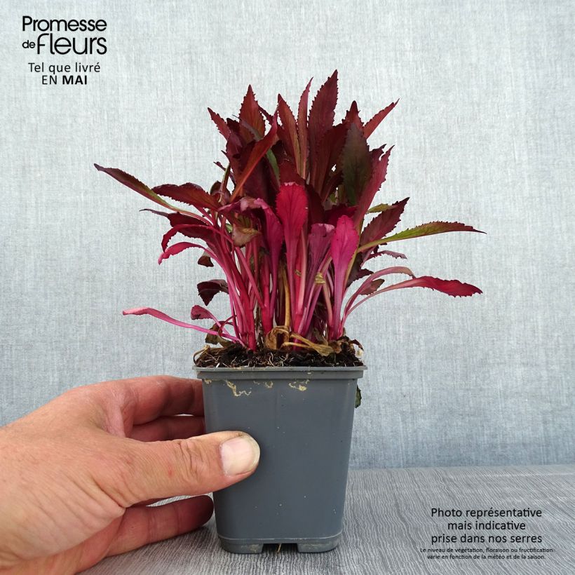 Example of Lobelia speciosa Fan Salmon - Lobélie Godet de 8/9 cm as you get in printemps