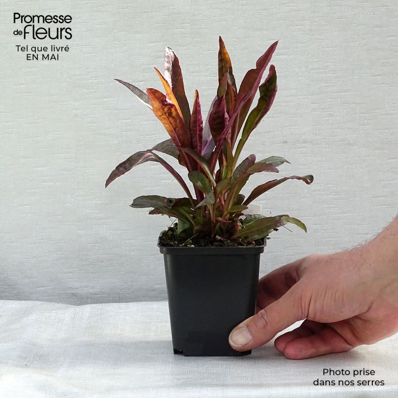 Example of Lobelia speciosa Russian Princess - Lobélie hybride Godet de 8/9 cm as you get in printemps