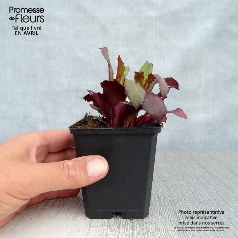 Example of Lobelia speciosa Starship Scarlet Godet de 8/9 cm as you get in printemps