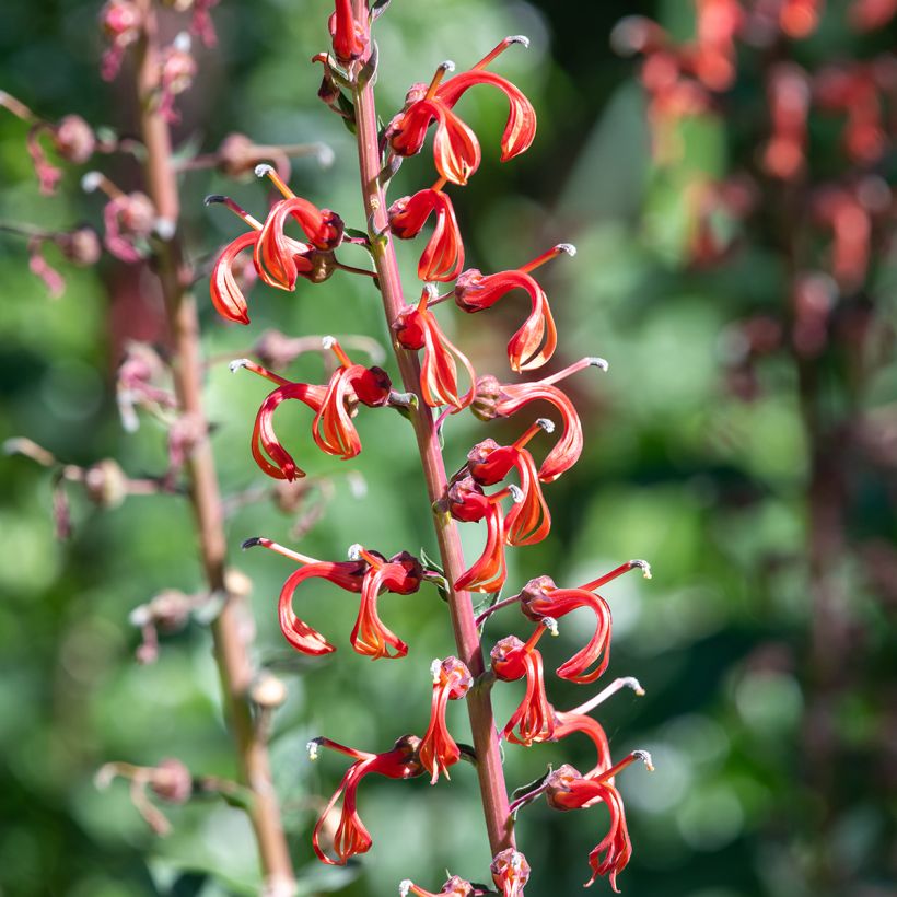 Graines de Lobelia tupa (Floraison)