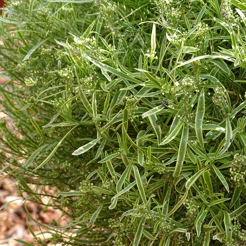 Lobularia Primavera Princess - Alysse odorant (Port)