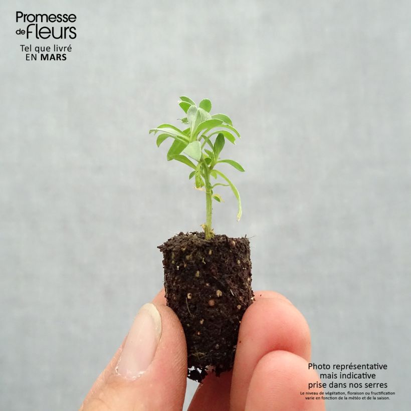 Example of Lobularia Princess in Purple - Alysse odorant Mini-motte Ø 1,5/2,5 cm, Livré en plant vert de 5 à 10 cm de hauteur as you get in printemps