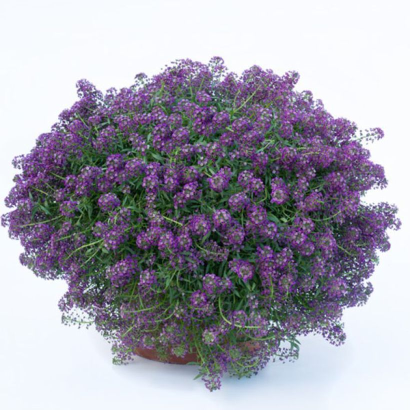 Lobularia Princess in Purple - Alysse odorant (Flowering)
