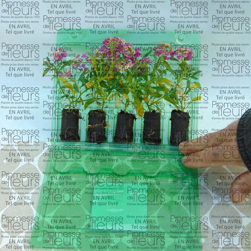 Exemple de spécimen de Lobularia Raspberry Stream - Alysse odorant Mini-motte Ø 3/4 cm, Plant vert de 5 à 10 cm de haut tel que livré