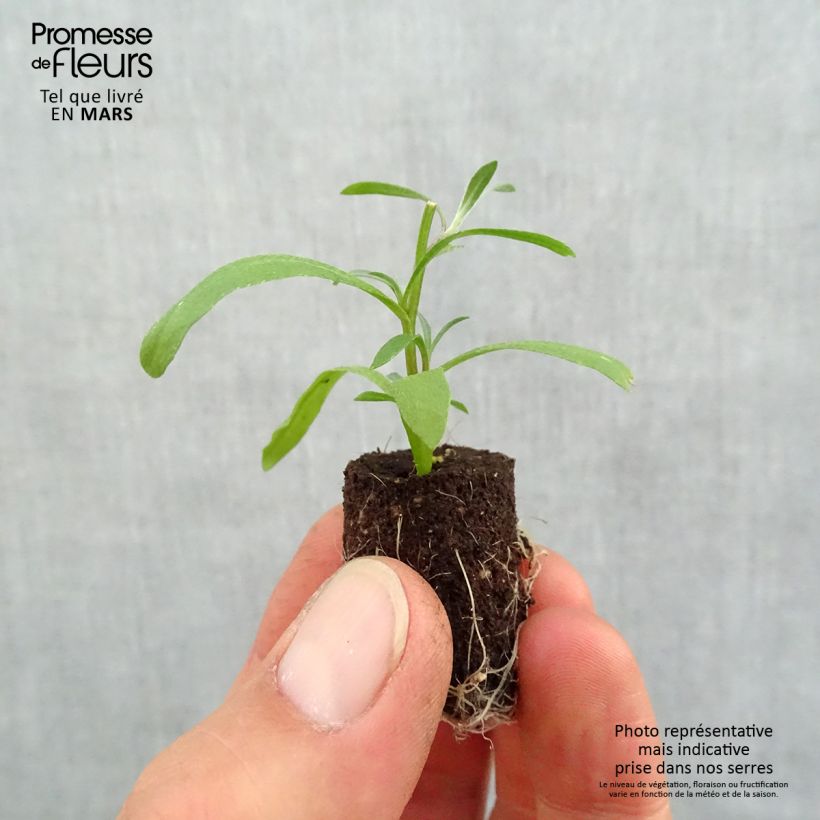 Example of Lobularia Snow Princess - Alysse odorant Mini-motte Ø 1,5/2,5 cm, Plant vert de 5 à 10 cm de haut as you get in printemps