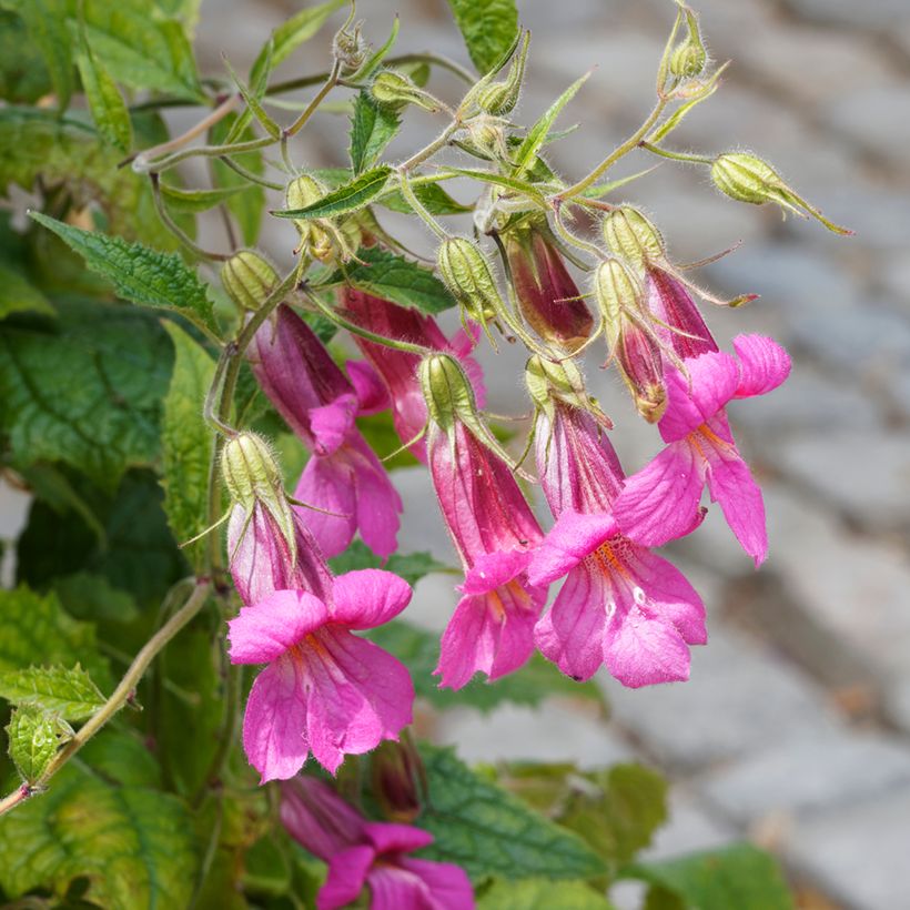 Lofos rose - Lophospermum scandens Rosea (Flowering)