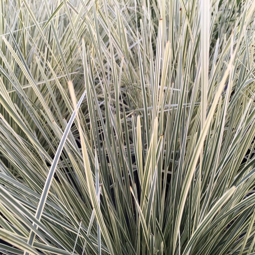 Lomandra White Sands (Foliage)