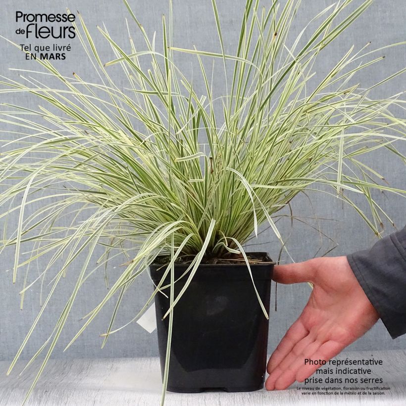 Example of Lomandra White Sands Pot de 2L/3L as you get in printemps