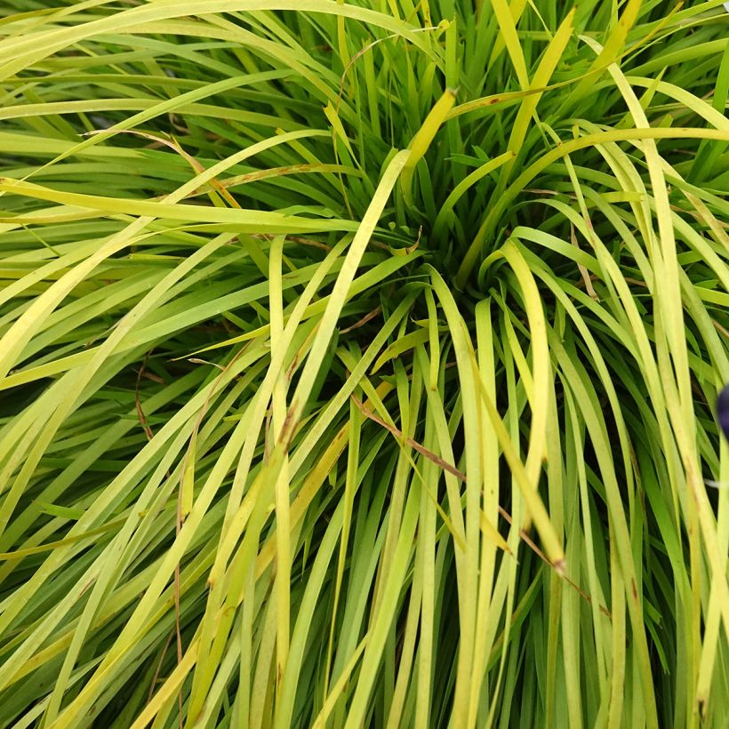 Lomandra longifolia Miner's Gold (Feuillage)