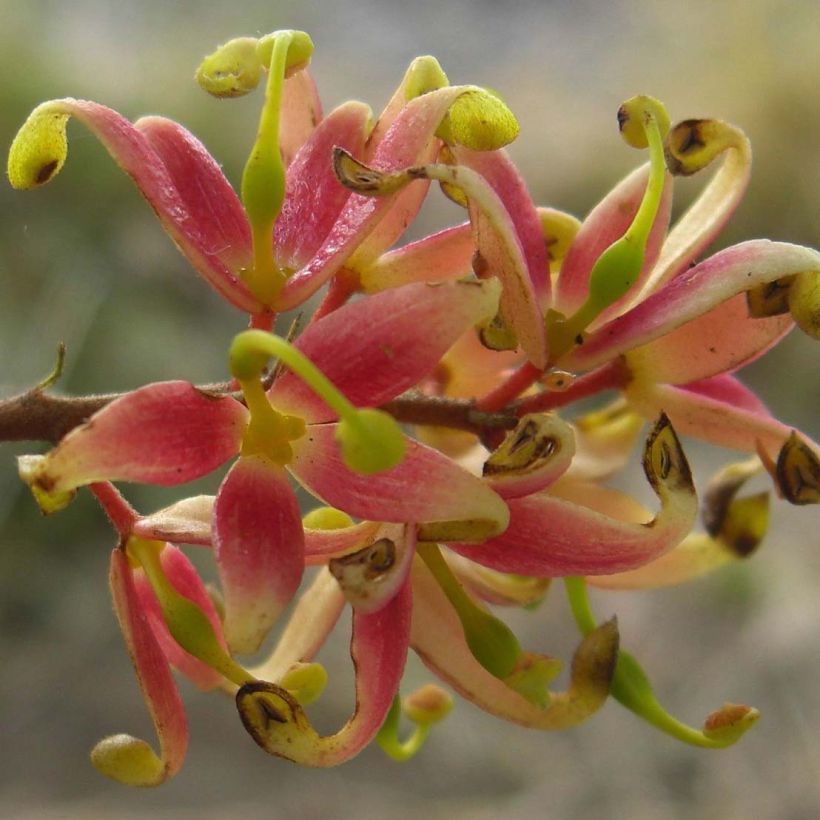 Lomatia ferruginea - Lomatie ferrugineuse (Flowering)