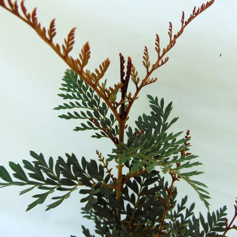 Lomatia ferruginea - Lomatie ferrugineuse (Foliage)