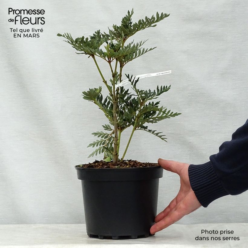 Example of Lomatia ferruginea - Lomatie ferrugineuse Pot de 3L/4L as you get in printemps