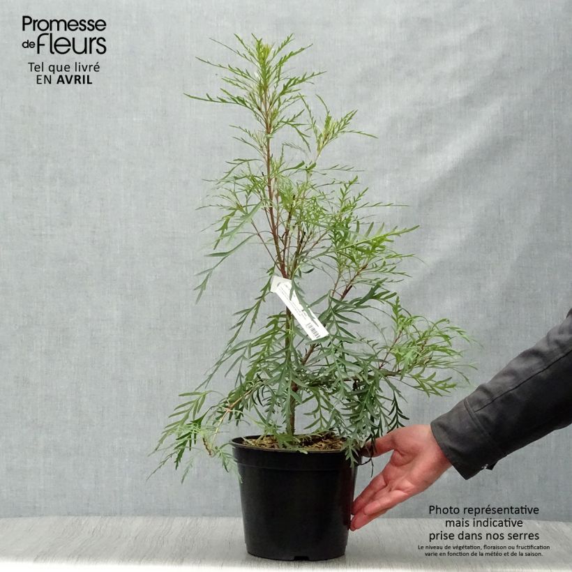 Example of Lomatia silaifolia - Buisson frisé ou fougère persil Pot de 3L/4L as you get in printemps