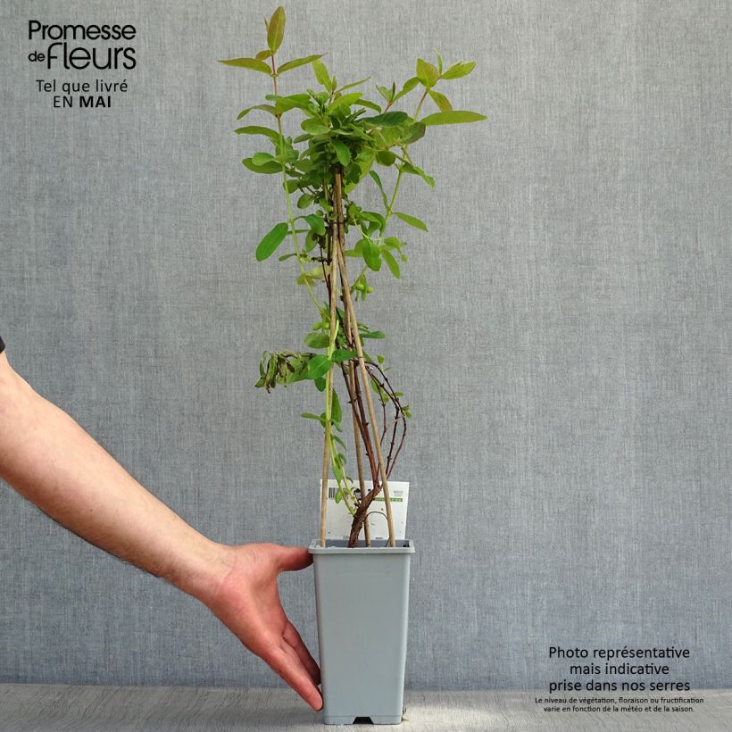 Example of Lonicera caerulea ssp. kamtchatica - Baie de mai Pot de 1,5L/2L as you get in printemps