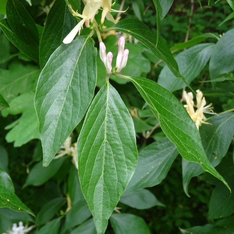 Chèvrefeuille, Lonicera caprifolium (Foliage)