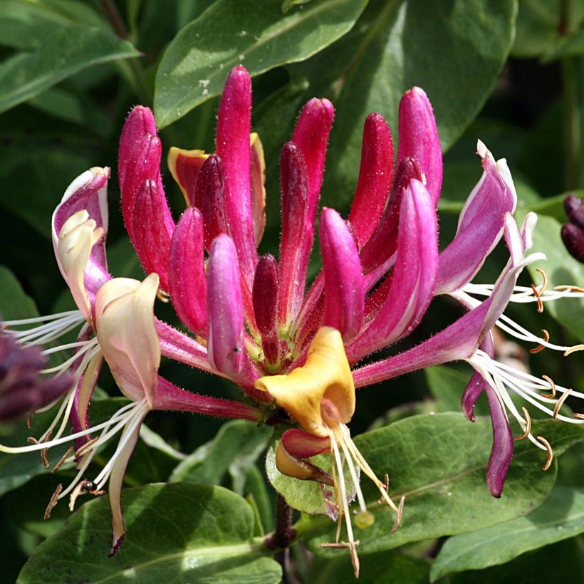 Chèvrefeuille, Lonicera caprifolium (Flowering)