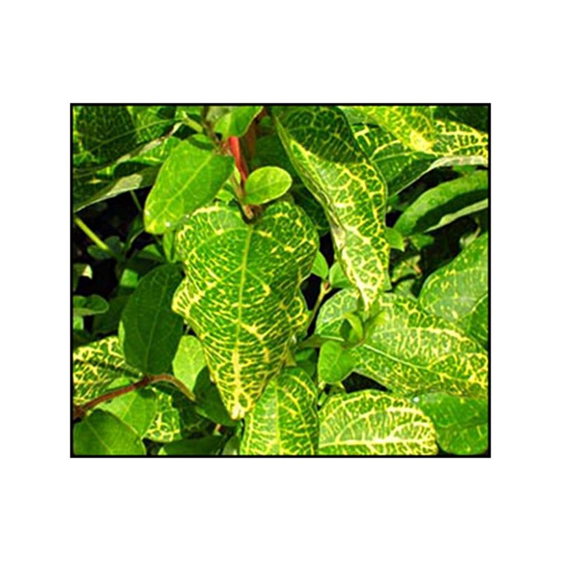 Chèvrefeuille - Lonicera japonica Aureoreticulata (Foliage)