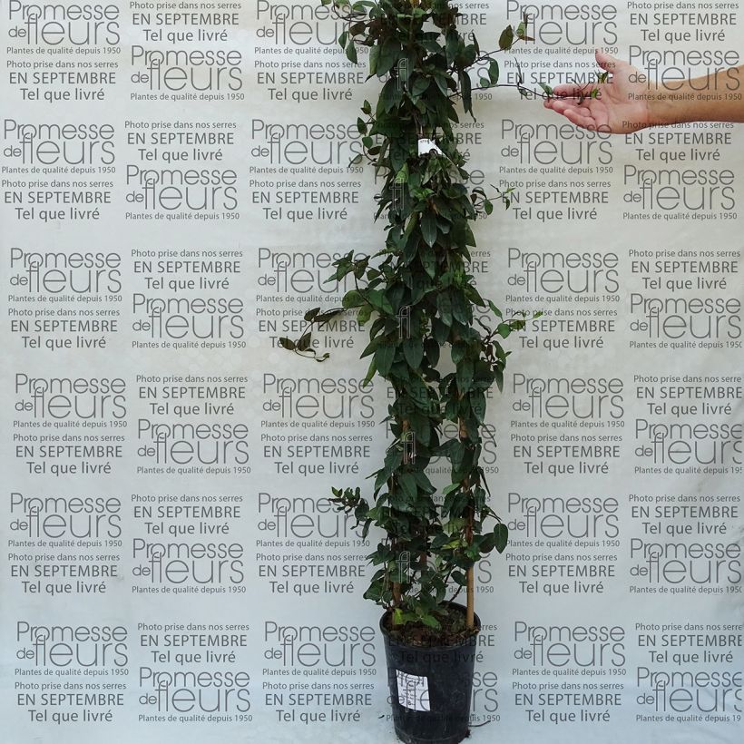 Exemple de spécimen de Lonicera japonica Pink Aperitif - Chèvrefeuille du Japon Pot de 3L/4L tel que livré