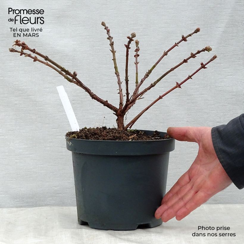 Example of Lonicera kamtschatica Duet - Baie de mai Pot de 1,5L/2L, Buisson as you get in printemps