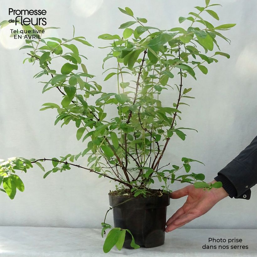 Example of Lonicera kamtschatica Eisbär - Baie de Mai Pot de 1,5L/2L as you get in printemps
