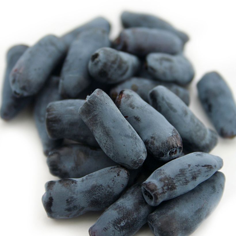 Lonicera kamtschatica Fialka - Baie de mai (Récolte)