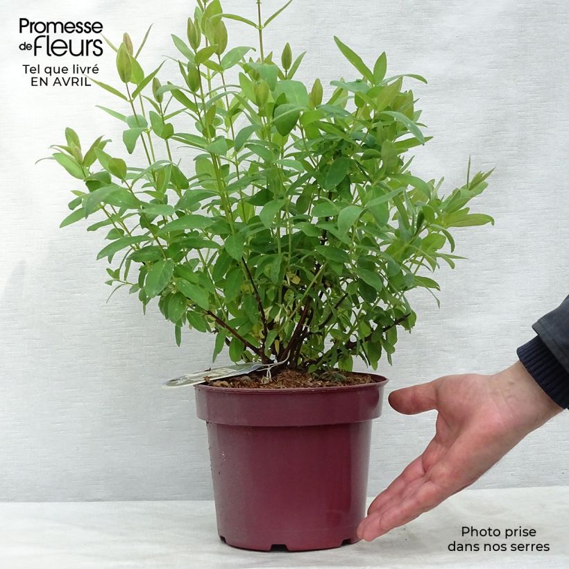 Example of Lonicera kamtschatica Sweet Myberry - Baie de mai Pot de 3L/4L, Buisson, Livré en hauteur 30/40 cm as you get in printemps