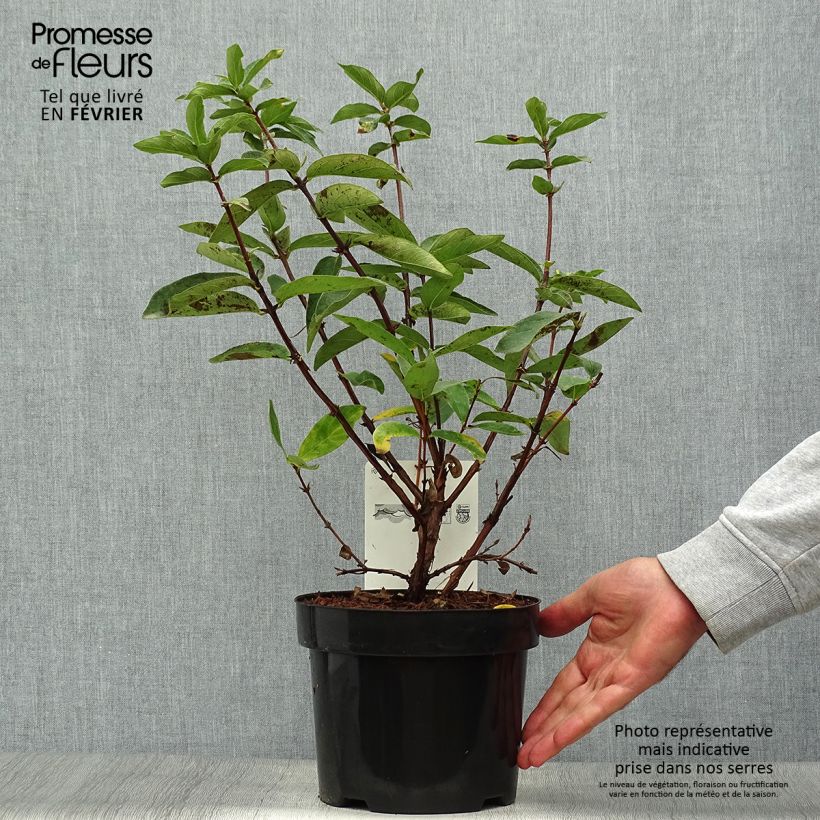 Spécimen de Lonicera kamtschatica Sweet Myberry - Baie de mai Pot de 3L/4L, Buisson, Livré en hauteur 30/40 cm tel que livré en automne